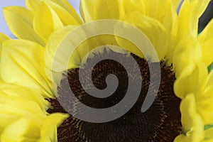 Colorful yellow sunflower