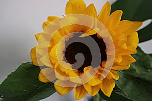 Colorful yellow sunflower