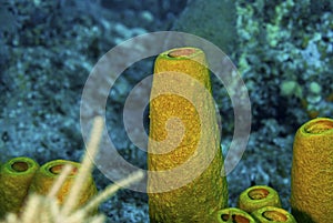 Colorful yellow tube sponge in caribbean sea