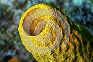 Colorful yellow tube sponge in caribbean sea