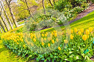 Colorful yellow tulips daffodils in Keukenhof park Lisse Holland Netherlands