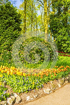 Colorful yellow tulips daffodils in Keukenhof park Lisse Holland Netherlands