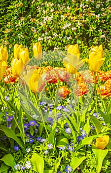 Colorful yellow tulips daffodils in Keukenhof park Lisse Holland Netherlands