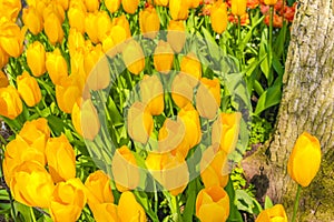 Colorful yellow tulips daffodils in Keukenhof park Lisse Holland Netherlands