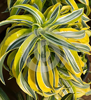 Colorful yellow variegated Dracena houseplant