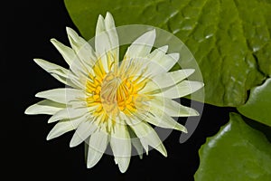 Colorful yellow water lilly in the lake