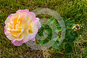 Colorful yellow-white rose.