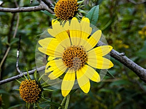 Colorful yellow wildflower (Helianthus giganteus) blooming in a rural Wisconsin meadow
