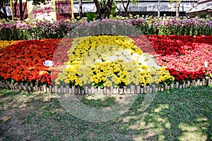 Colorful yeloow and red begonia flowers blooming and bamboo fence in garden of park background