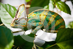 Colorful Yemen chameleon close up