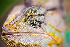 Colorful Yemen chameleon close up