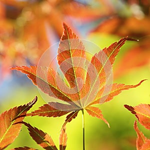 Colorful young Fullmoon Japanese, Maple leaf