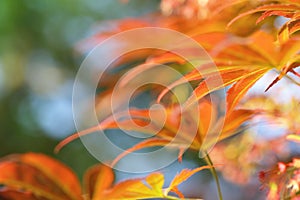 Colorful young Fullmoon Japanese Maple leaves photo