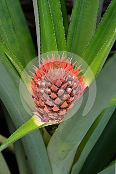 Colorful young pineapple, Ananas comosus, in flower