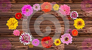 Colorful Zinia blossoms on wood.