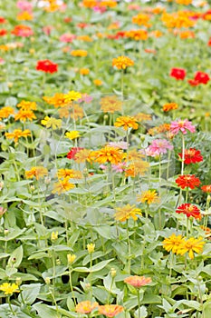 Colorful Zinnia Elegans Flowers Field.