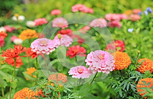 Colorful of zinnia flower in the garden