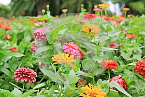 Colorful of zinnia flower in the garden