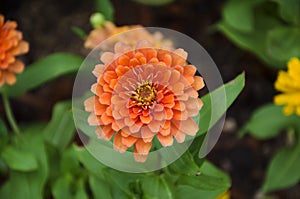 Colorful zinnia flower