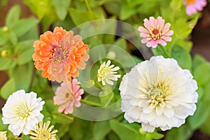 Colorful Zinnia Flower