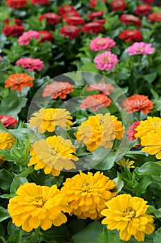 Colorful zinnia flowers