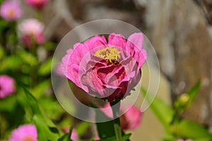 Colorful zinnia flowers blooming in field