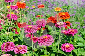 Colorful Zinnia flowers in the garden. Summer milti colored background.Sunny weather