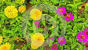 Colorful Zinnia flowers on the roadside