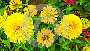 Colorful Zinnia flowers on the roadside