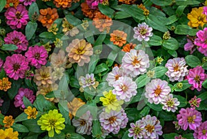 Colorful of Zinnia violacea flower in garden