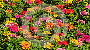 Colorful zinnias