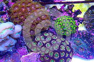 Colorful Zoanthids polyps small colony
