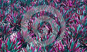 Colorfulin vibrant gradient holographic colors floral natural background with blur and depth of field of tradescantia spathacea or