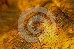 Macro of an autumn leaf with lensbaby blur effect