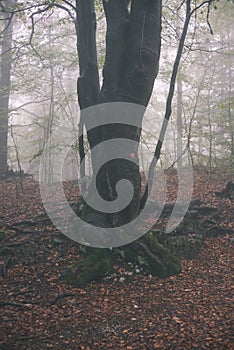 Colorfull autumn trees in heavy mist in forest - vintage film effect