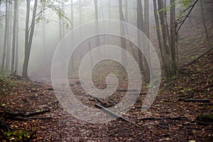 Colorfull autumn trees in heavy mist in forest