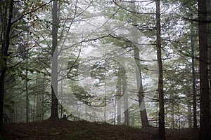 Colorfull autumn trees in heavy mist in forest