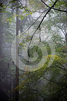 Colorfull autumn trees in heavy mist in forest