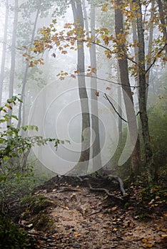 Colorfull autumn trees in heavy mist in forest