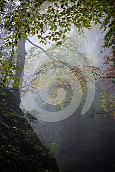 Barevné podzimní stromy v husté mlze v lese