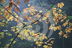 Colorfull autumn trees in heavy mist in forest - vintage film effect