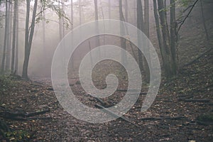 Colorfull autumn trees in heavy mist in forest - vintage film effect