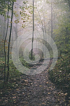 Colorfull autumn trees in heavy mist in forest - vintage film effect