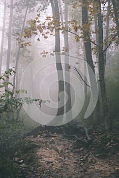 Colorfull autumn trees in heavy mist in forest - vintage film effect