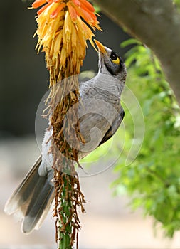 Colorfull bird eating flowers