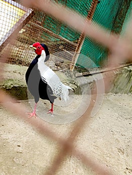 Colorfull birds in a zoo,silver pheasant in a zoo,a bird in zoo,Unfreedom