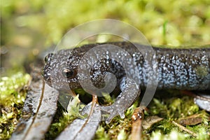 A colorfull blue dotted juvenile Tokyo Salamander, Hynobius tokyoensis