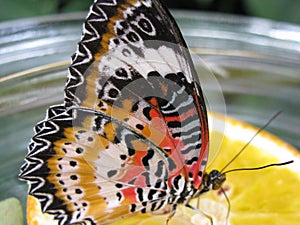 Colorfull Butterfly