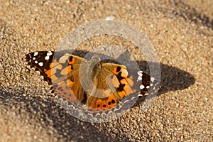 Colorfull butterfly named Painted Lady