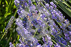 Colorfull butterfly perched on the end of a lavender flower